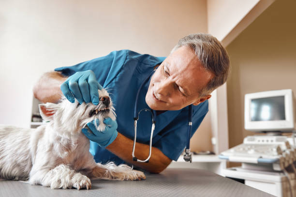Best Emergency Broken Tooth Repair in Wesley Chapel, FL